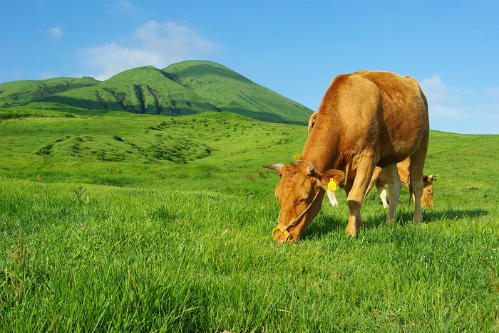 Aka牛肉料理認定店紹介 请一定在阿苏的草原品尝育ttaaka牛 阿苏地区世界农业遗产